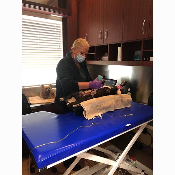 Podoblock FV-90 Veterinary Ultrasound Table