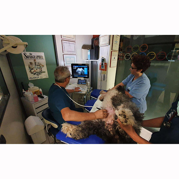 Podoblock FV-90 Veterinary Ultrasound Table