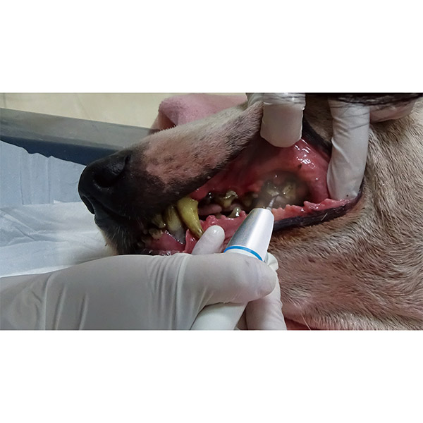 Apixia EXS Dental Unit